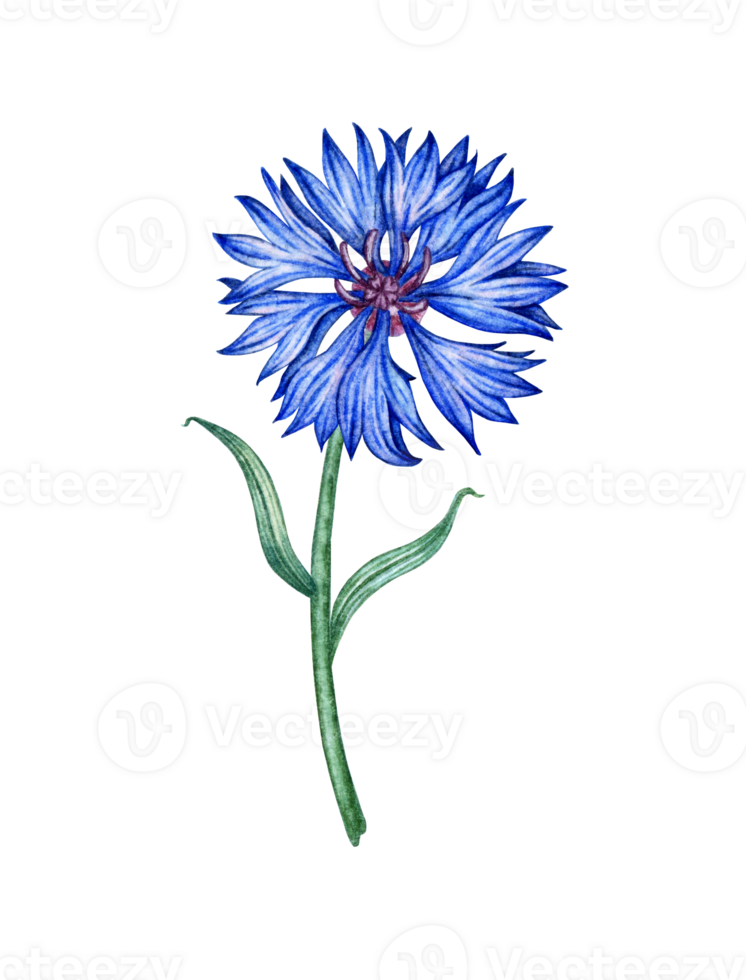 Cornflower blue flower watercolor illustration. Botanical composition element isolated from background. Suitable for cosmetics, aromatherapy, medicine, treatment, care, design, cooking, png