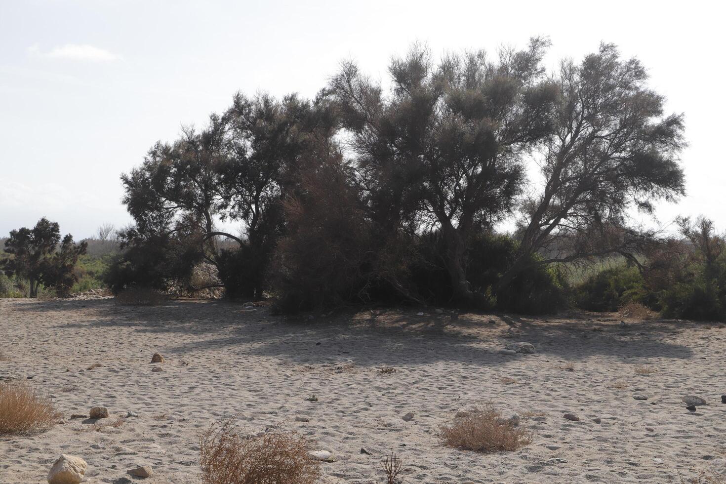 beach and trees at the shore photo