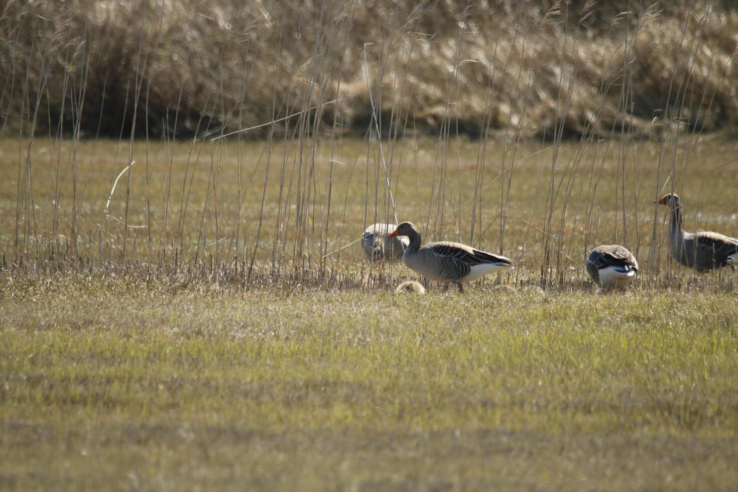 a paradise for birds, the dunes with shallow lakes, birds lay their eggs and find food, vlieland, the netherlands photo