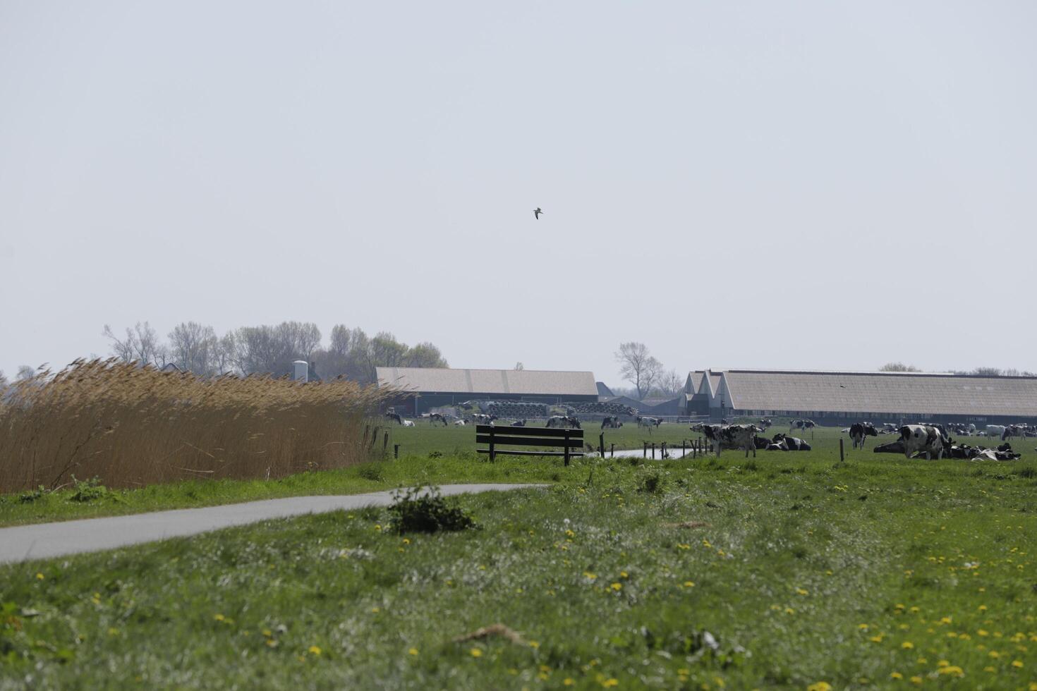 dutch landscape, netherlands in the spring photo