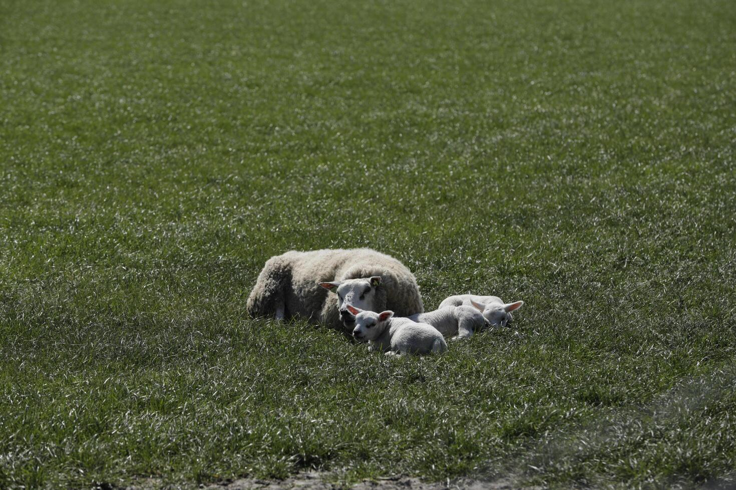 sheep and lambs in the meadow in the Netherlands photo