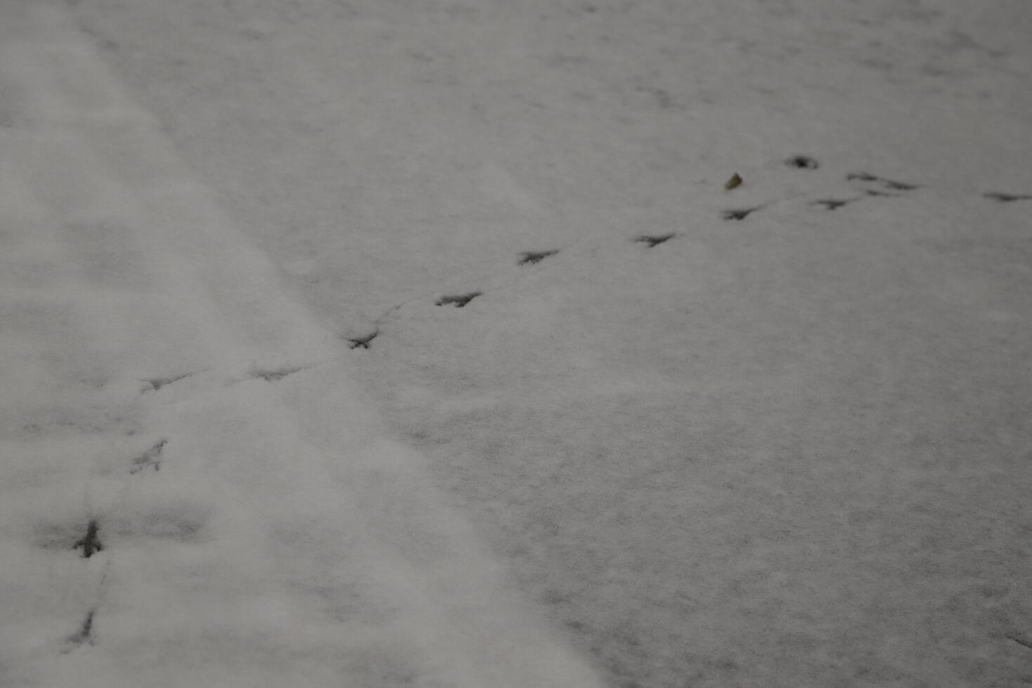 footprints in the snow, birds photo