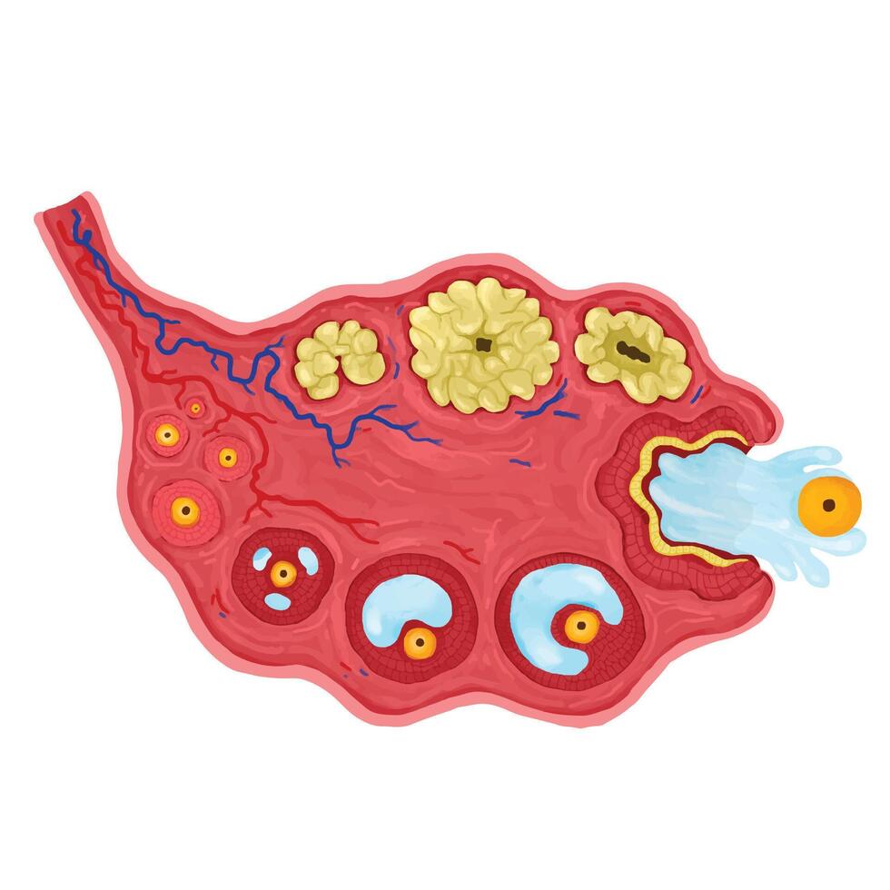 The ovary in the female reproductive system. vector