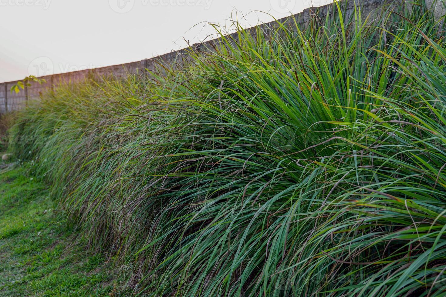 Clumps of lemon grass plants that gardener plant in their gardens to use as an ingredient in Thai curry and cut for sale. photo