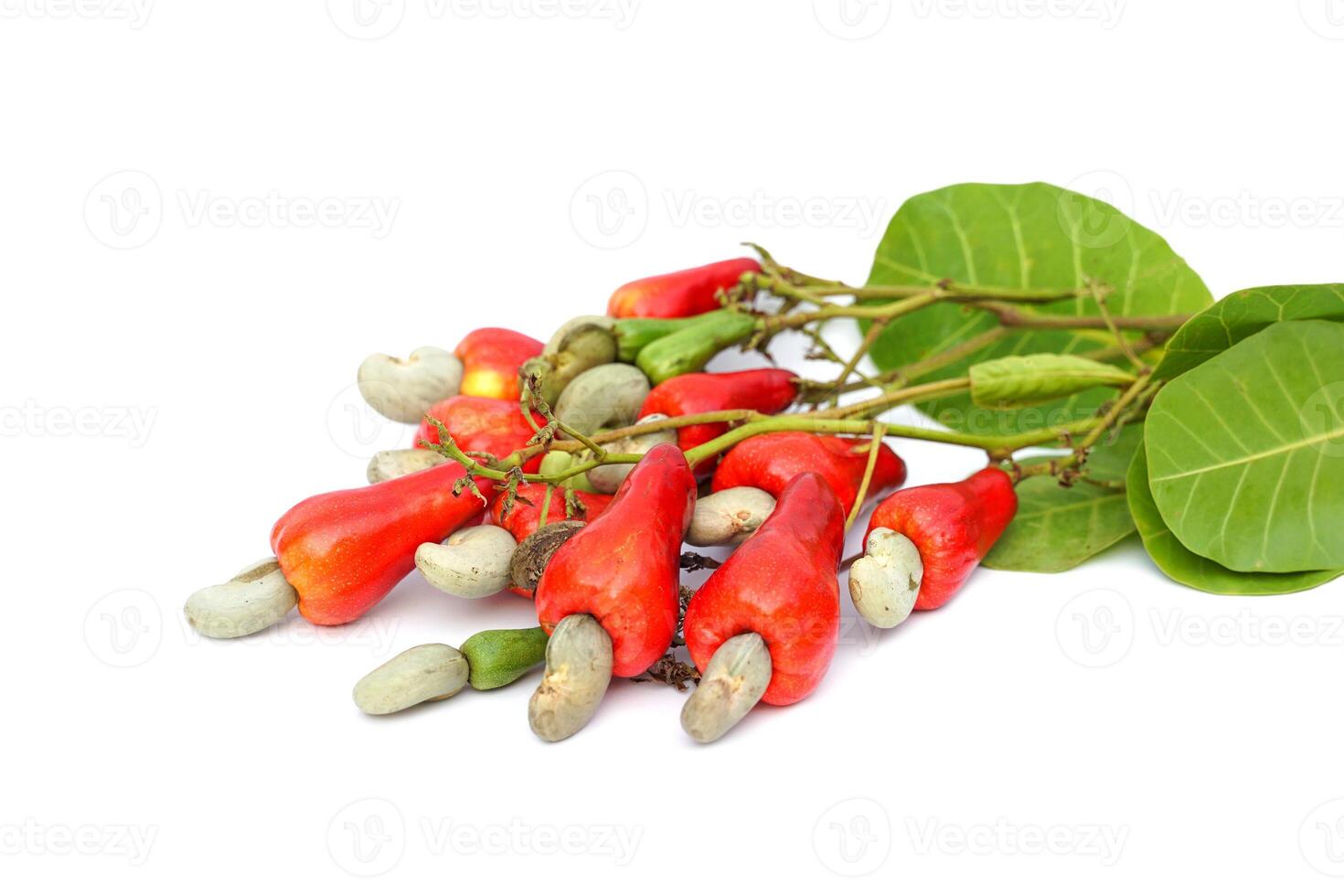 Isolated Bunch of cashew nuts on white background. The fruit looks like rose apple or pear. The young fruit is green. When ripe, it turns red-orange. At the end of the fruit there is a seed. photo