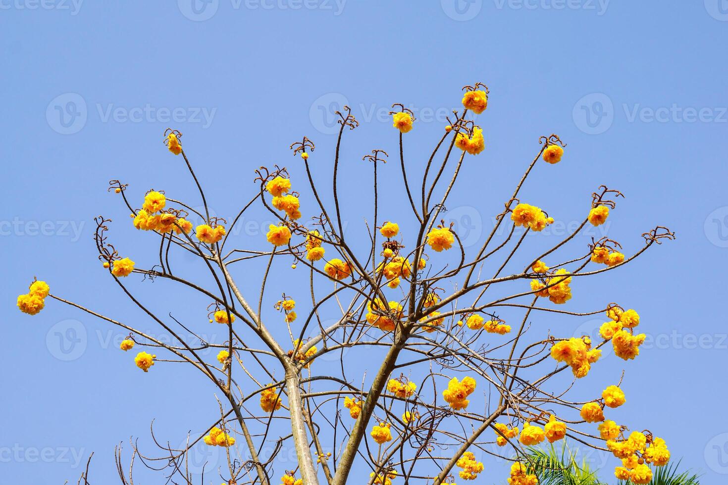 Yellow zilk cotton has double flowers, wavy petal edges Both petals and pollen are bright yellow. When flowering, it will be released at the beginning of the year and will leave almost all the leaves. photo
