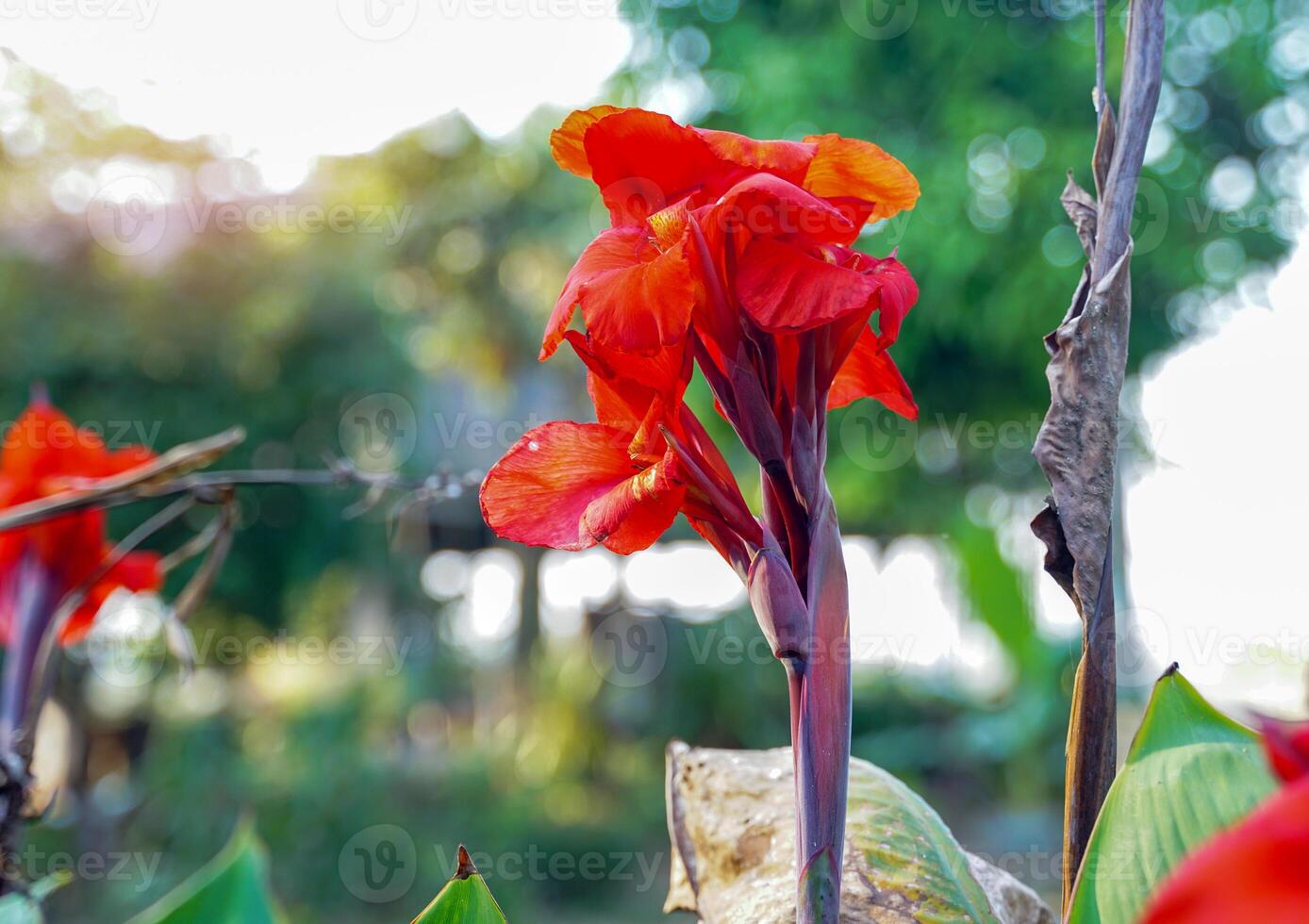 red canna flowers. Flowering in a bouquet at the top of the stem. and has some soft petals Flower size and color vary by species. soft and selective focus. photo