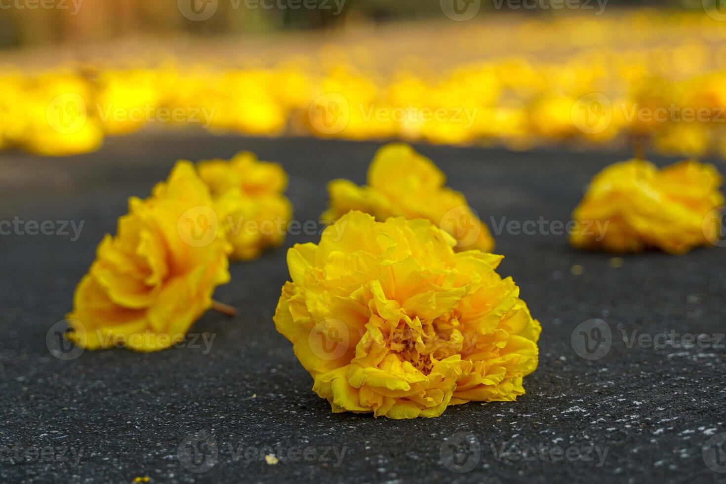 Yellow zilk cotton flowers fall from the tree onto the road surface. When flowering, it will be released at the beginning of the year and will leave almost all the leaves. photo
