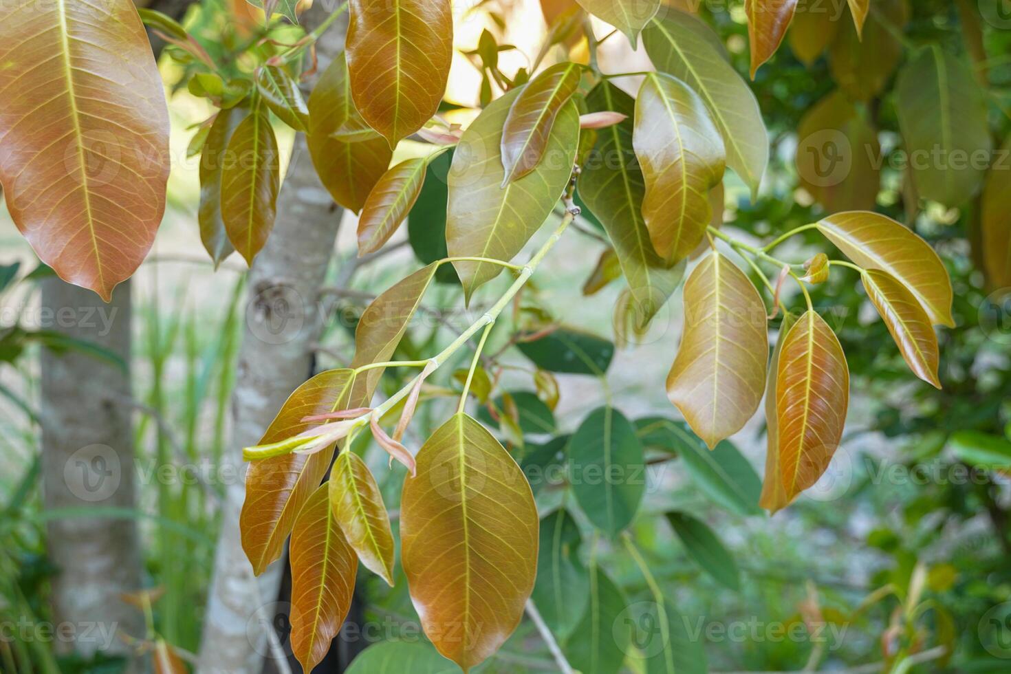Young leaves of Ficus lacor Buch are single, oval-shaped, pointed at the tip. The leaves are red and have red sheaths covering them in the early stages. photo