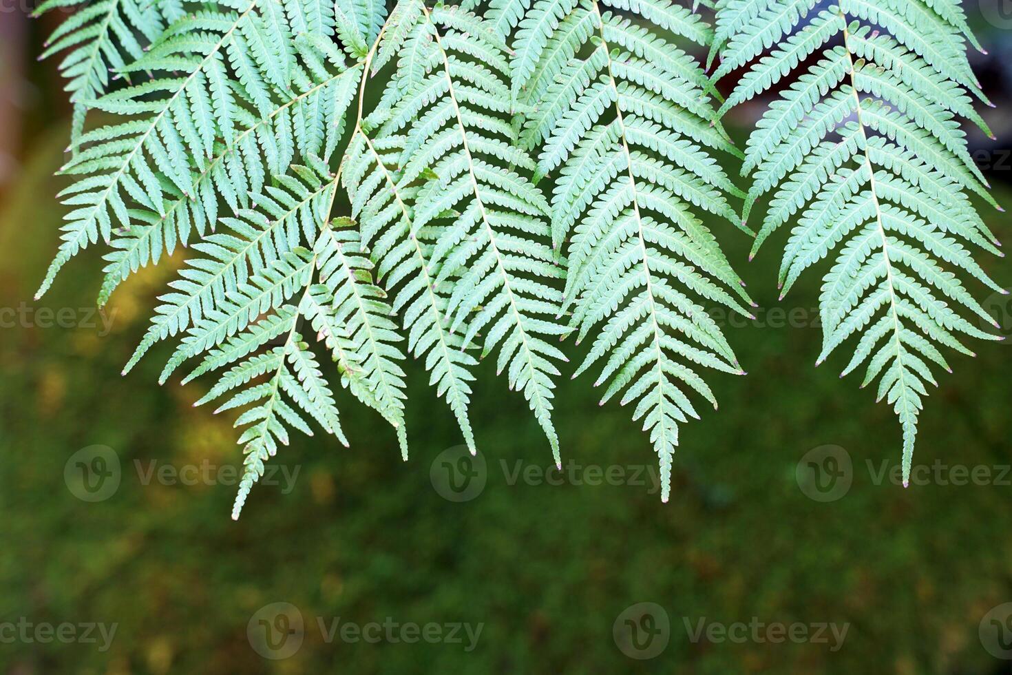 Paco fern leaves on the green background of the tree are feathery compound leaves. It is light green and when mature it becomes dark green. Young shoots are popularly used for cooking. photo