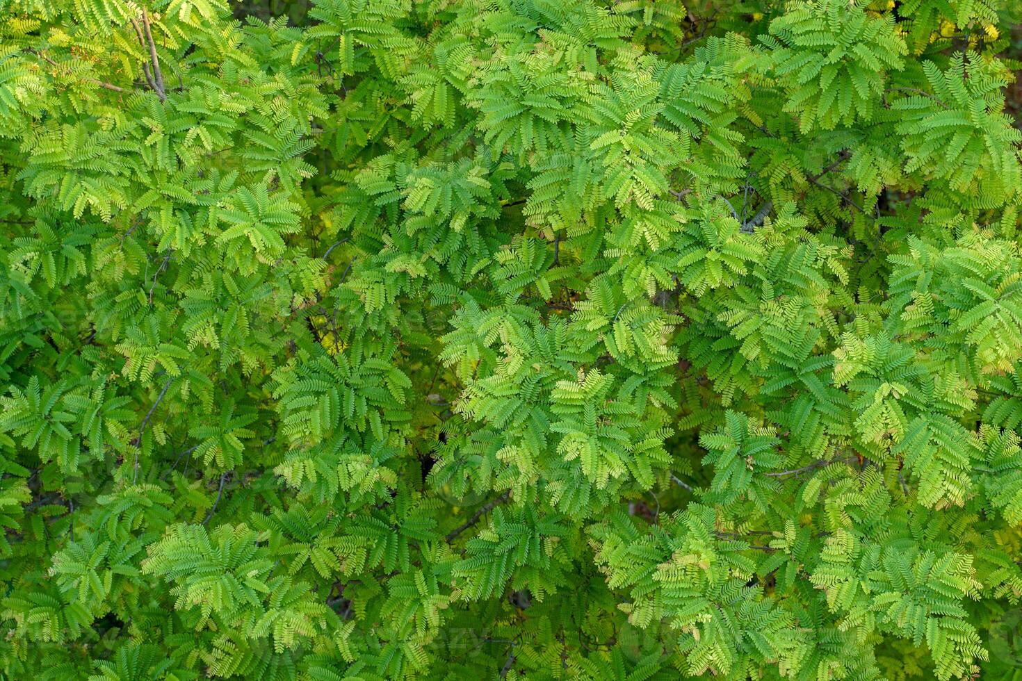 Top view of the surface of a tamarind leaf from a tree. The leaves have a beautiful gradient of light green of young leaf tips to dark green of older leaves. photo