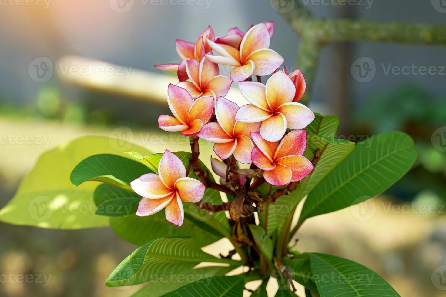 Inflorescences of orange frangipani flowers emerge from the tip of the shoot above the leaves. See a large, beautiful inflorescence. photo