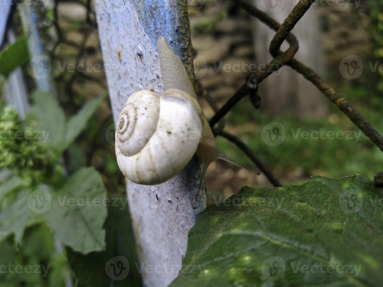 Shot of a white Grape snail Helix pomatia crawling on the tree trunk photo
