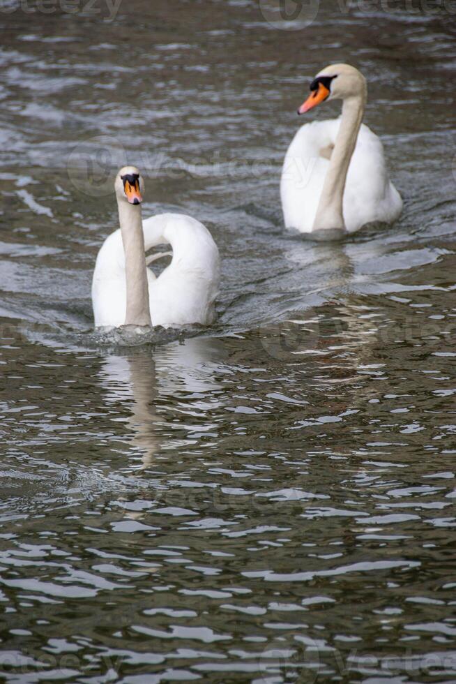 Beautiful white Swans couple close up on the pond water. photo