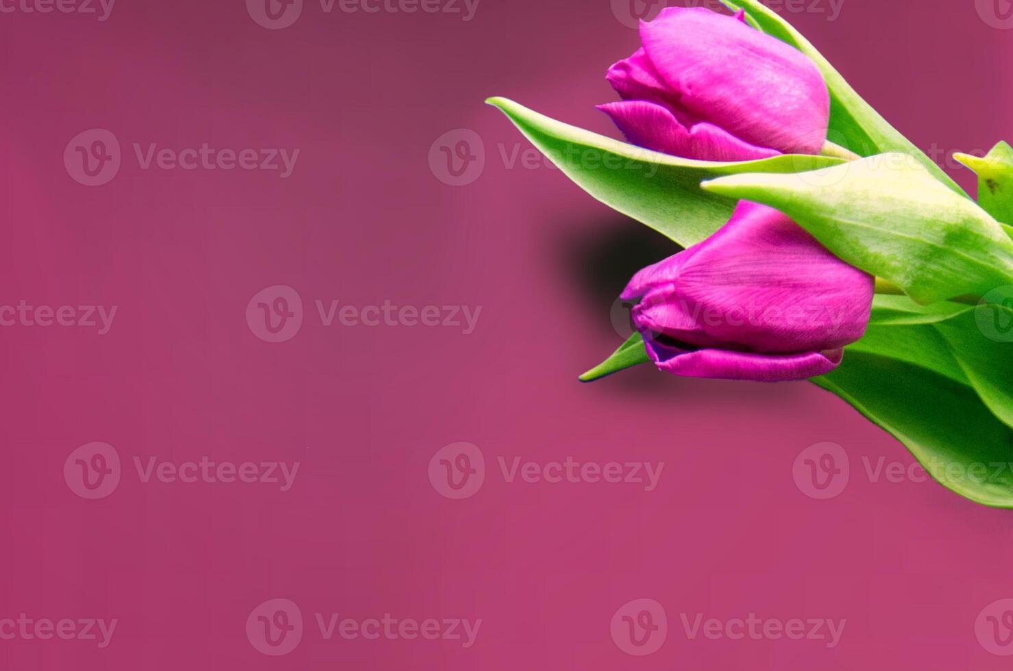 Fresh flower composition, bouquet of bi color tulips photo