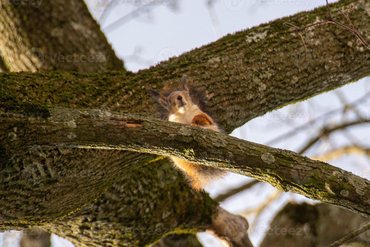 Close-up shot of the Red Squirrel photo