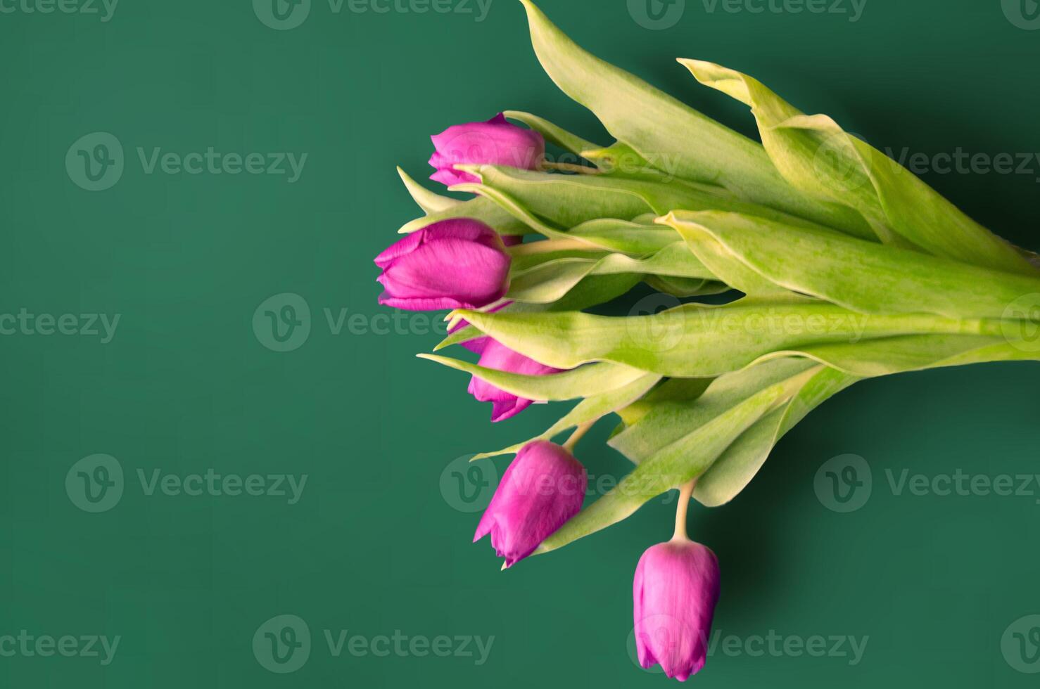 Fresh flower composition, bouquet of bi color tulips photo