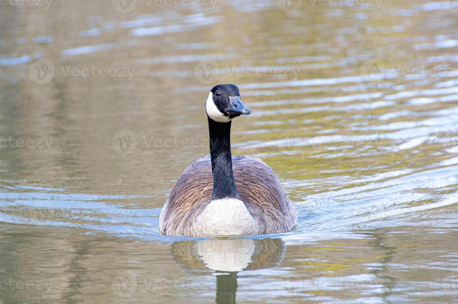 Canadian geese, Branta canadensis on the lake. photo