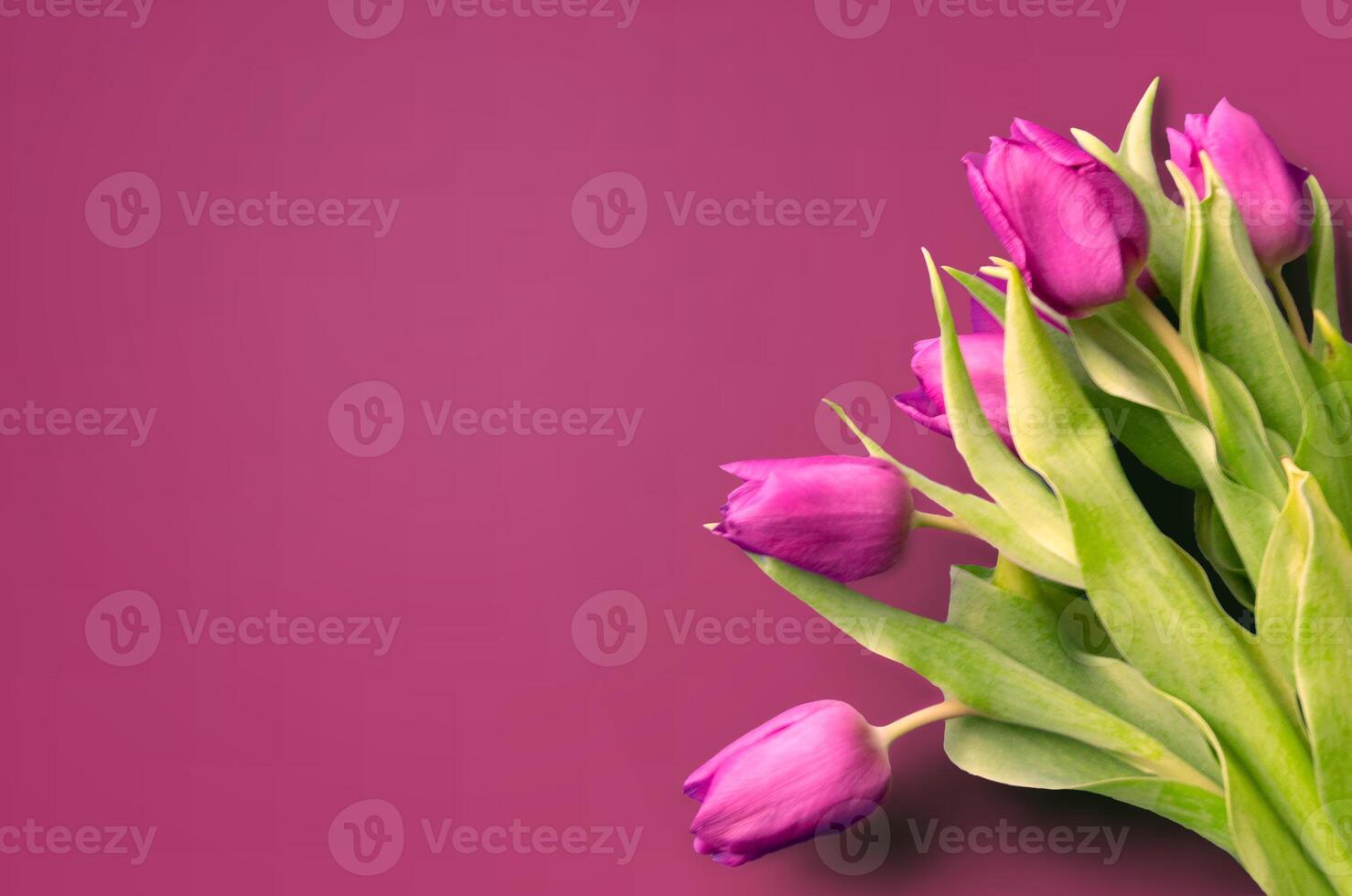 Fresh flower composition, bouquet of bi color tulips photo