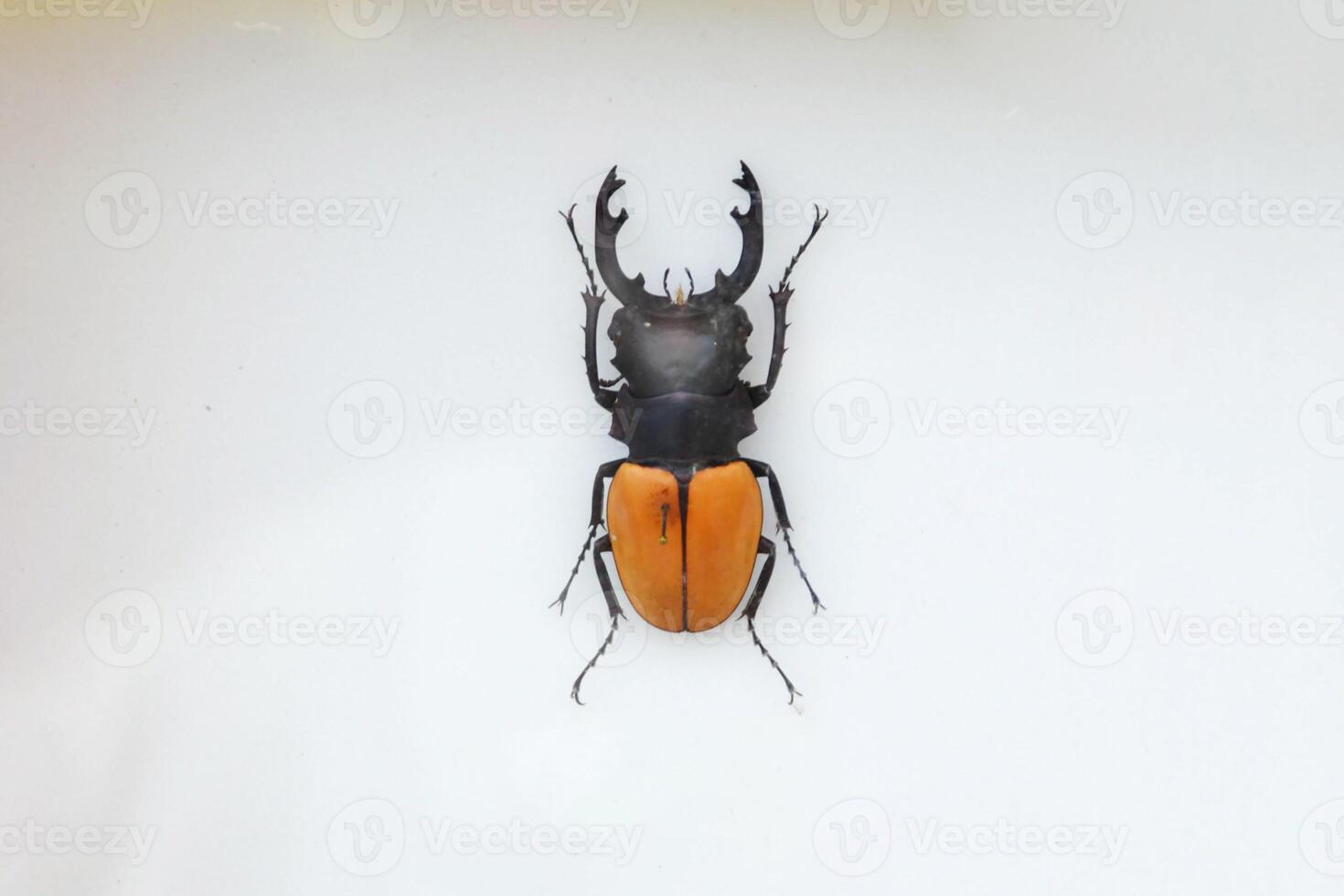 Fulgora laternaria spread is common in Central and South America, Mexico. photo