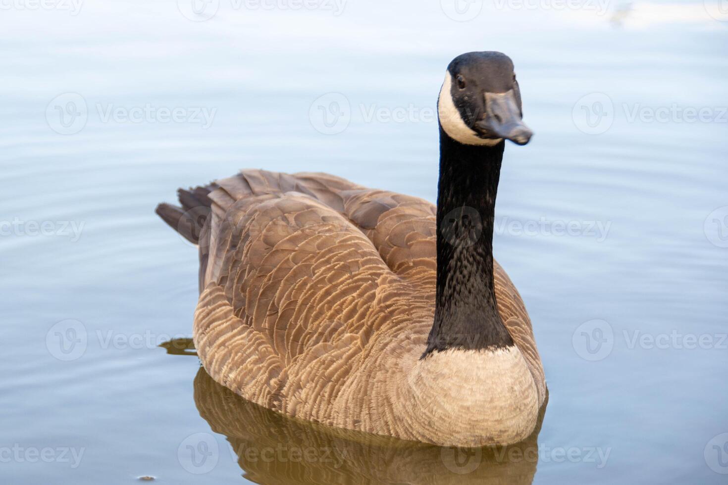 Canadian geese, Branta canadensis on the lake. photo