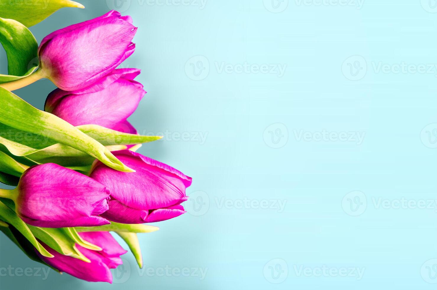 Fresh flower composition, bouquet of bi color tulips photo