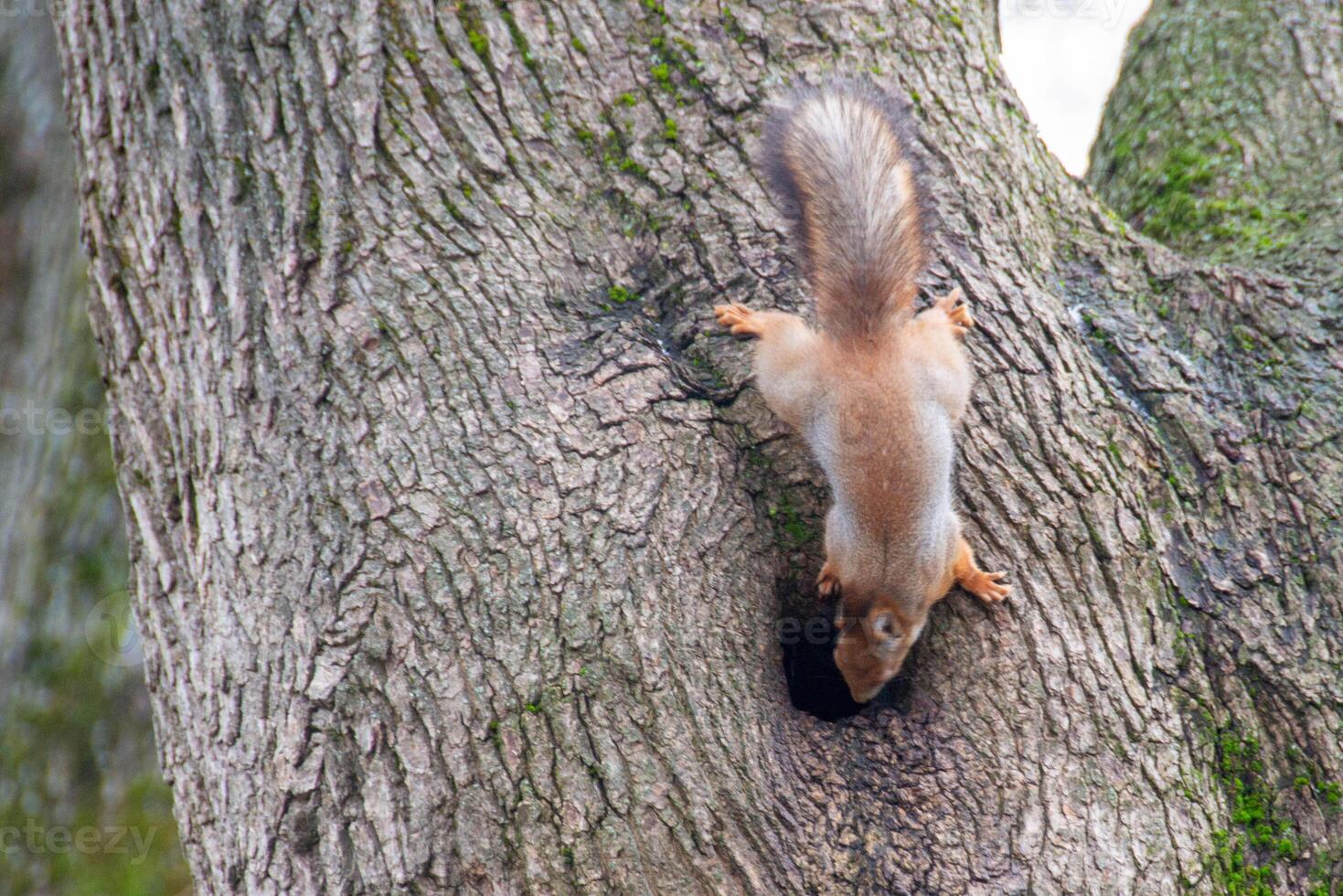 Close-up shot of the Red Squirrel photo