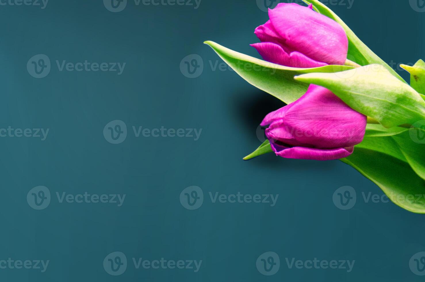 Fresh flower composition, bouquet of bi color tulips photo