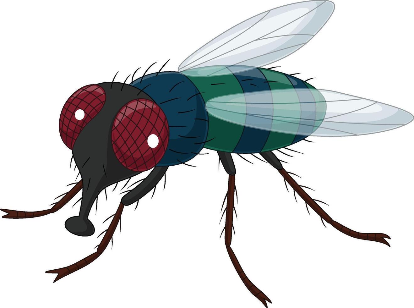 Cartoon house fly on white background vector