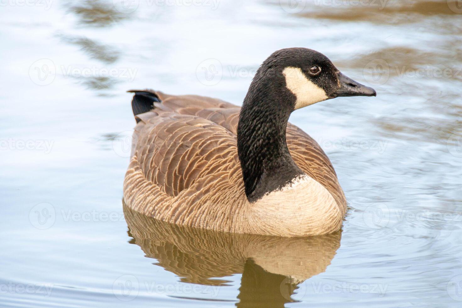 Canadian geese, Branta canadensis on the lake. photo