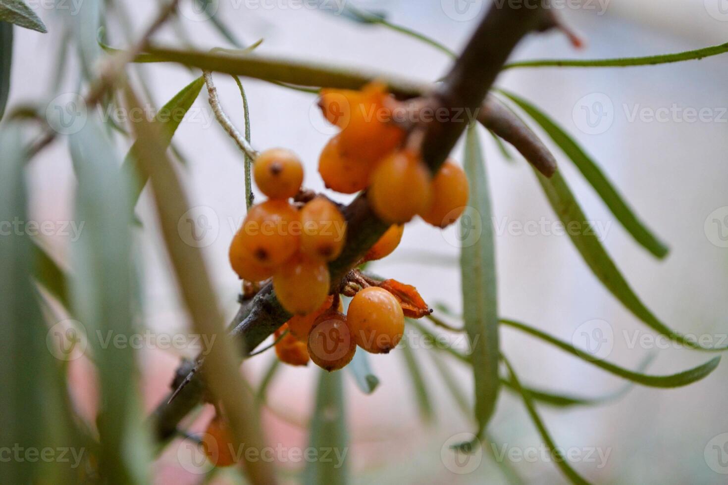 Sea buckthorn, shallow depth of field blurred. The use of juices, compotes, wines, sea buckthorn oil. This oil is used in medicine and cosmetology, it is part of lotions, ointments, medicines. photo