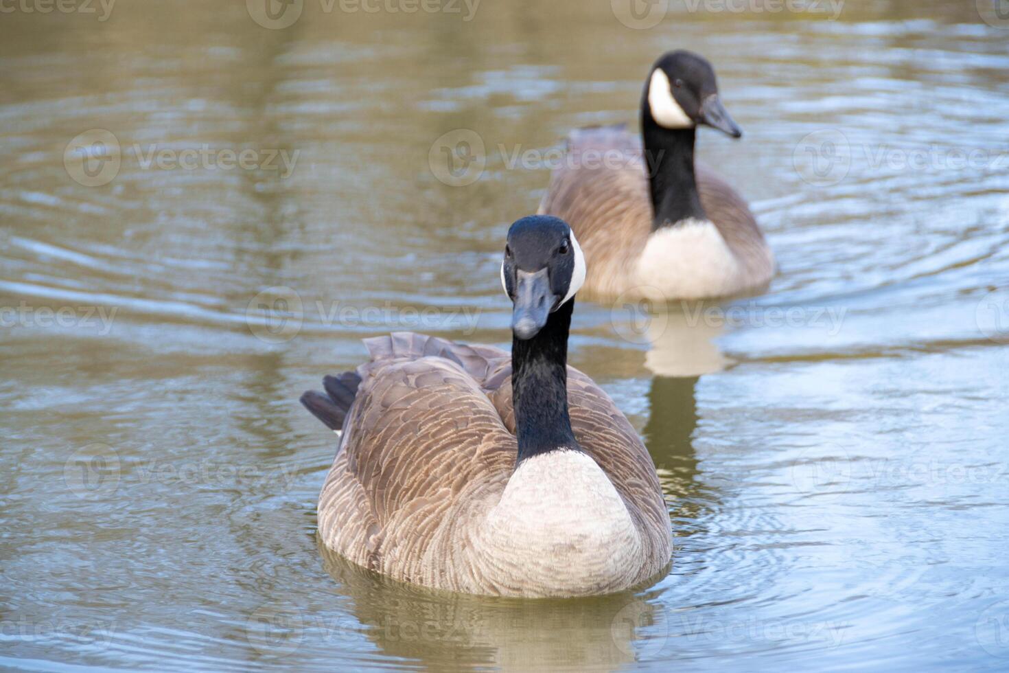 Canadian geese, Branta canadensis on the lake. photo