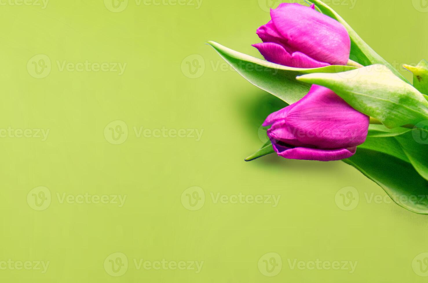 Fresh flower composition, bouquet of bi color tulips photo