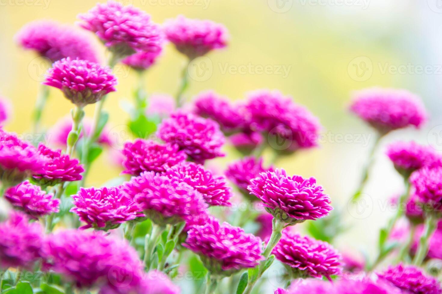 bouquet of red chrysanthemums on a white background isolated photo