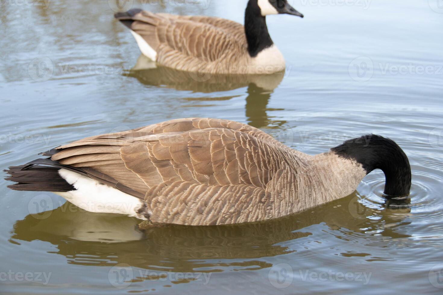 Canadian geese, Branta canadensis on the lake. photo
