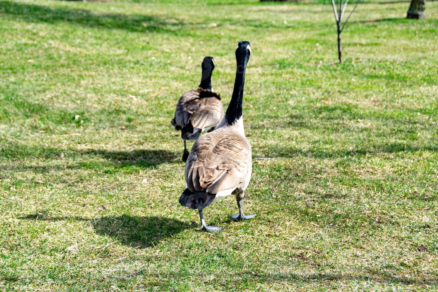 Canadian geese, Branta canadensis on the lake. photo