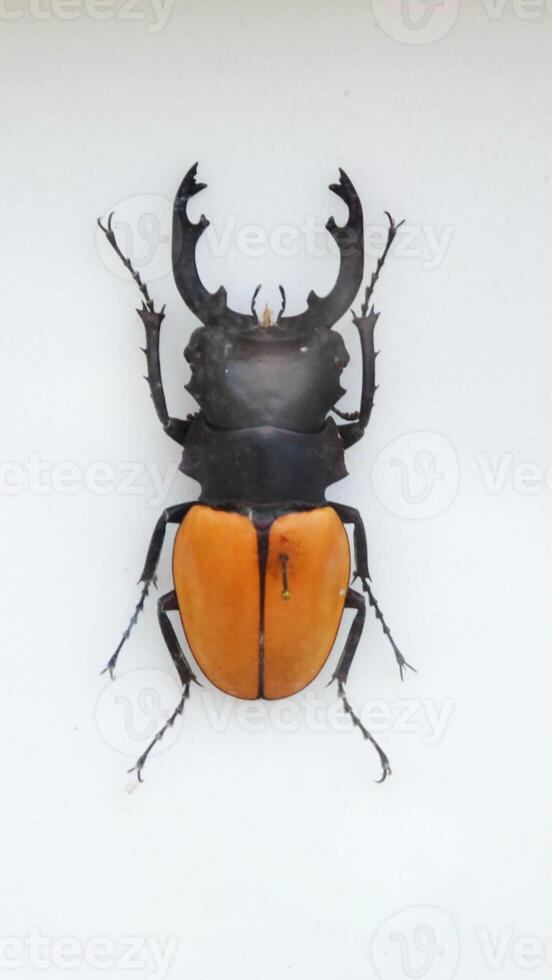 Fulgora laternaria spread is common in Central and South America, Mexico. photo