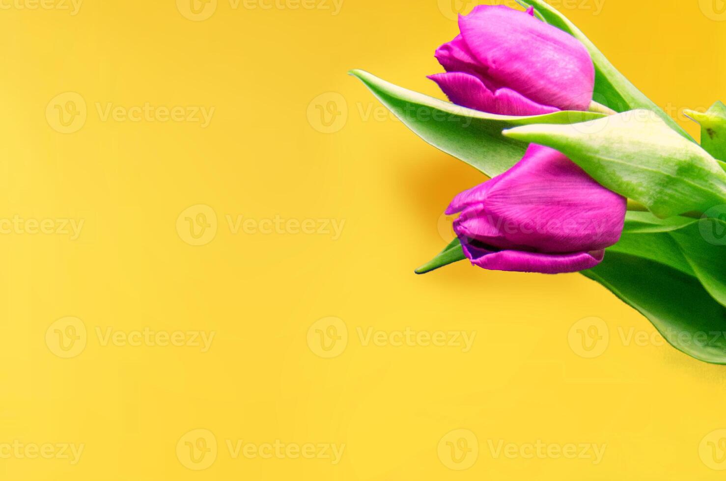 Fresh flower composition, bouquet of bi color tulips photo