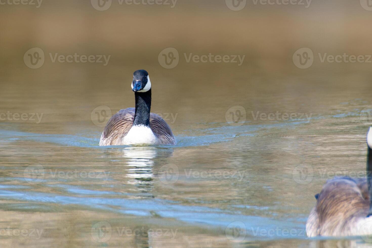 Canadian geese, Branta canadensis on the lake. photo