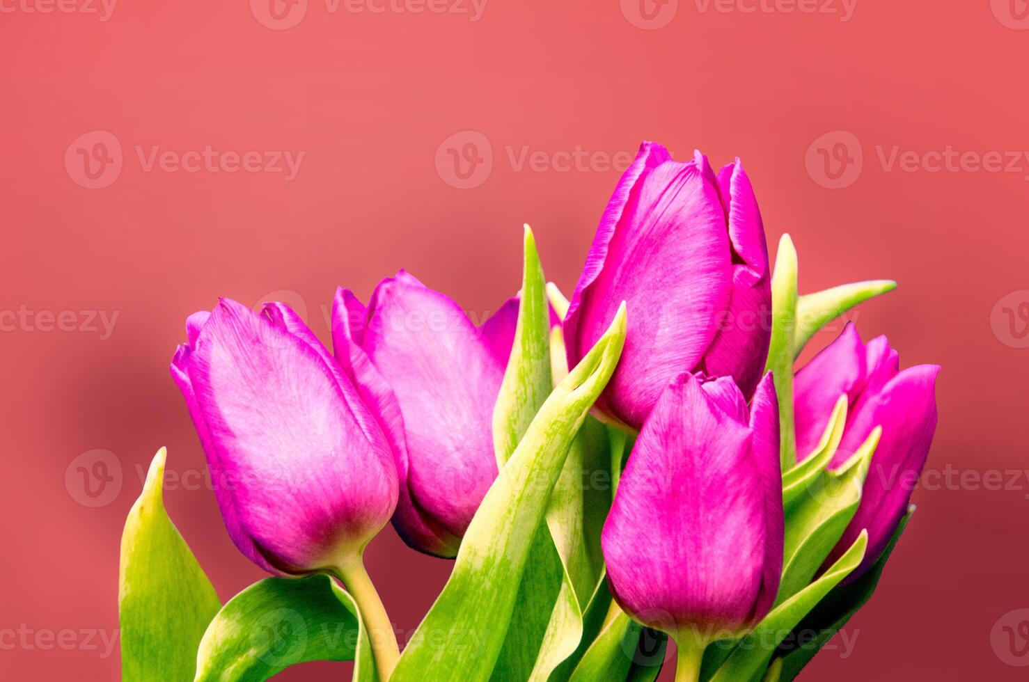 Fresco flor composición, ramo de flores de bi color tulipanes foto