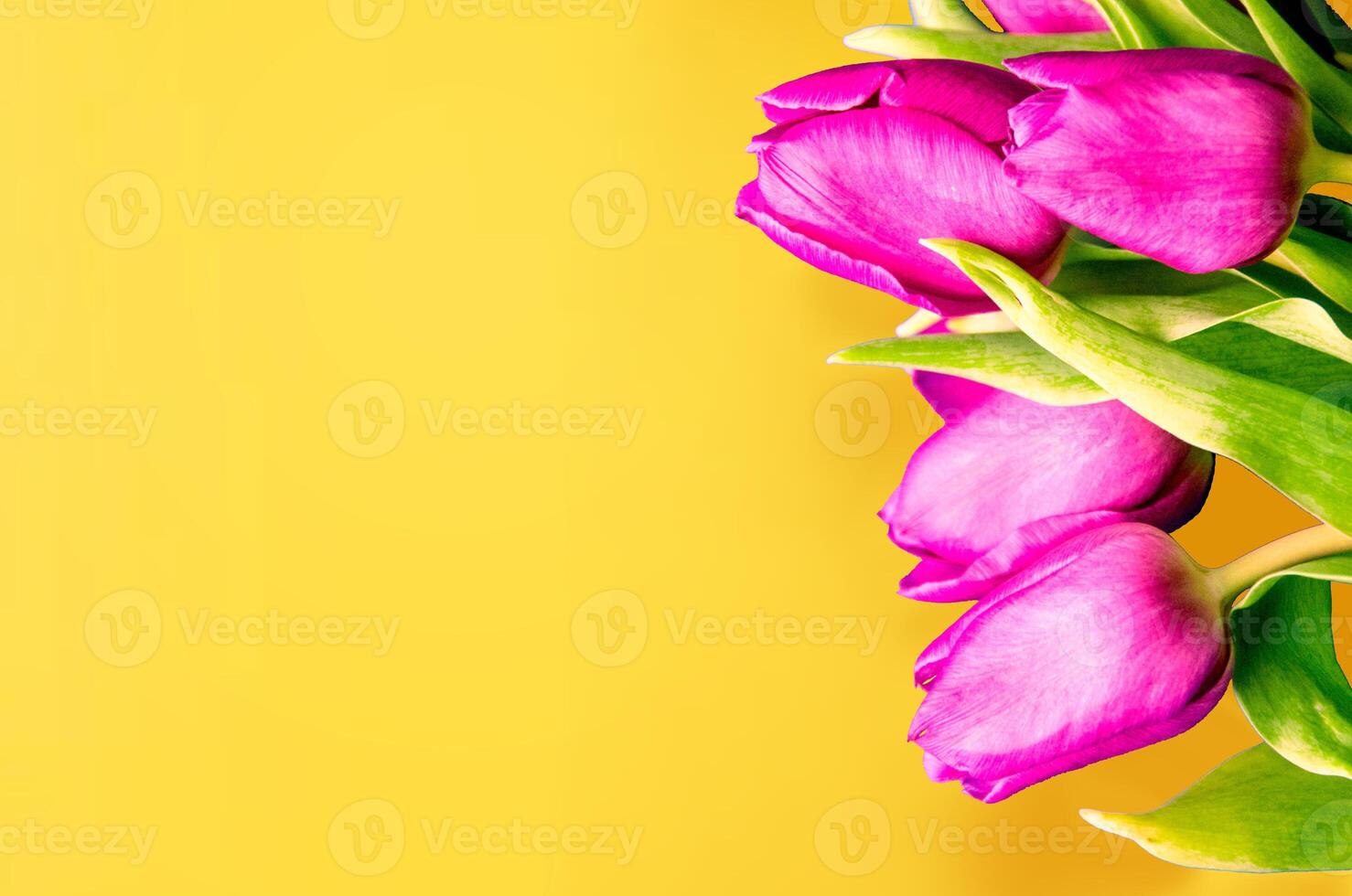 Fresh flower composition, bouquet of bi color tulips photo