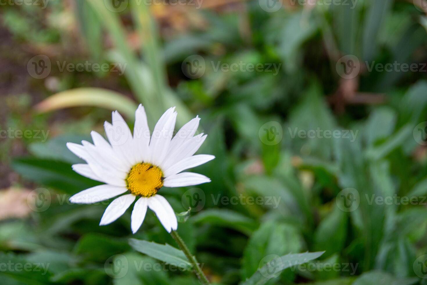 Chamomile flower among green grass and leaves, natural background photo