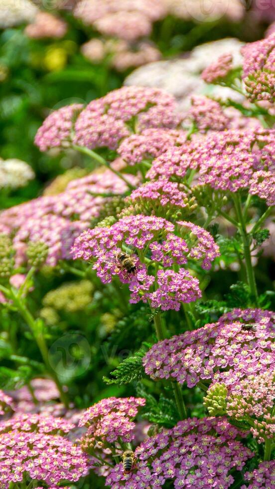 Close up image of little pink flowers in the park with green background. photo