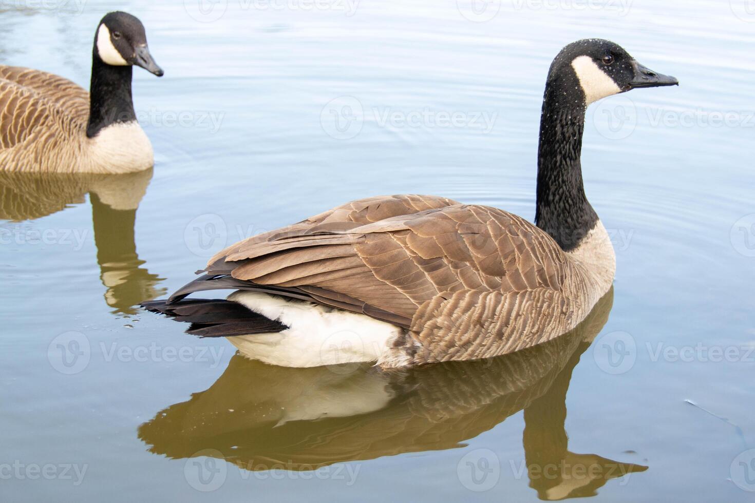 Canadian geese, Branta canadensis on the lake. photo