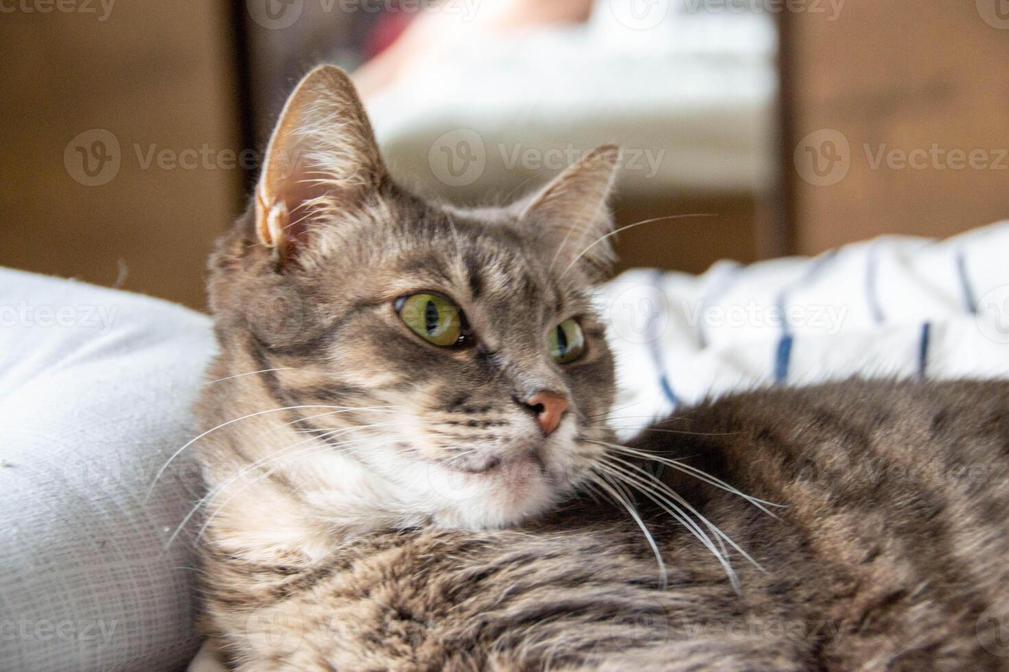 A tabby cat lies on a bed in pillows and looks at the camera photo