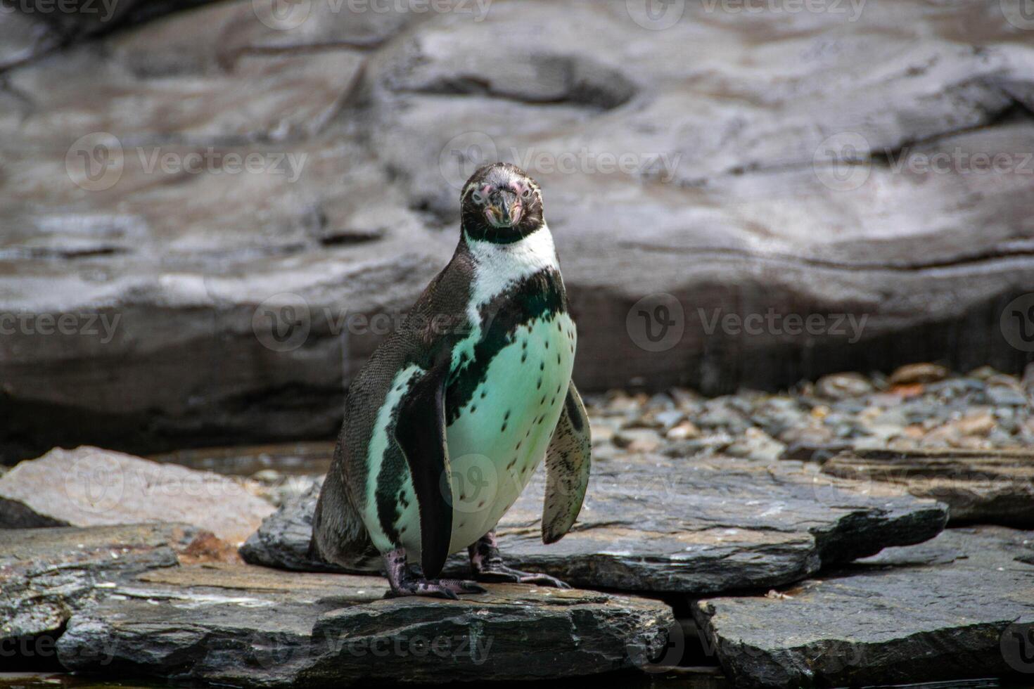 a penguin walking on rocks photo