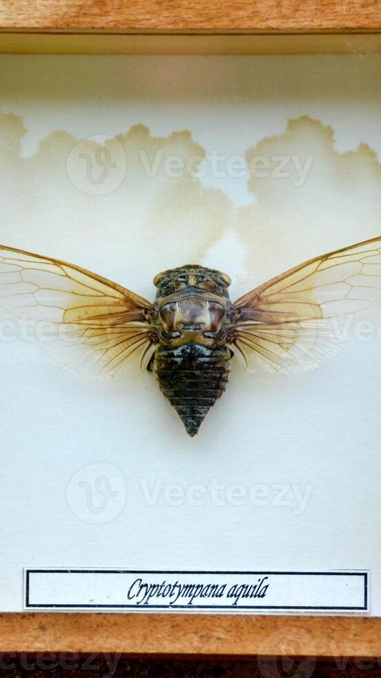 Fulgora laternaria spread is common in Central and South America, Mexico. photo