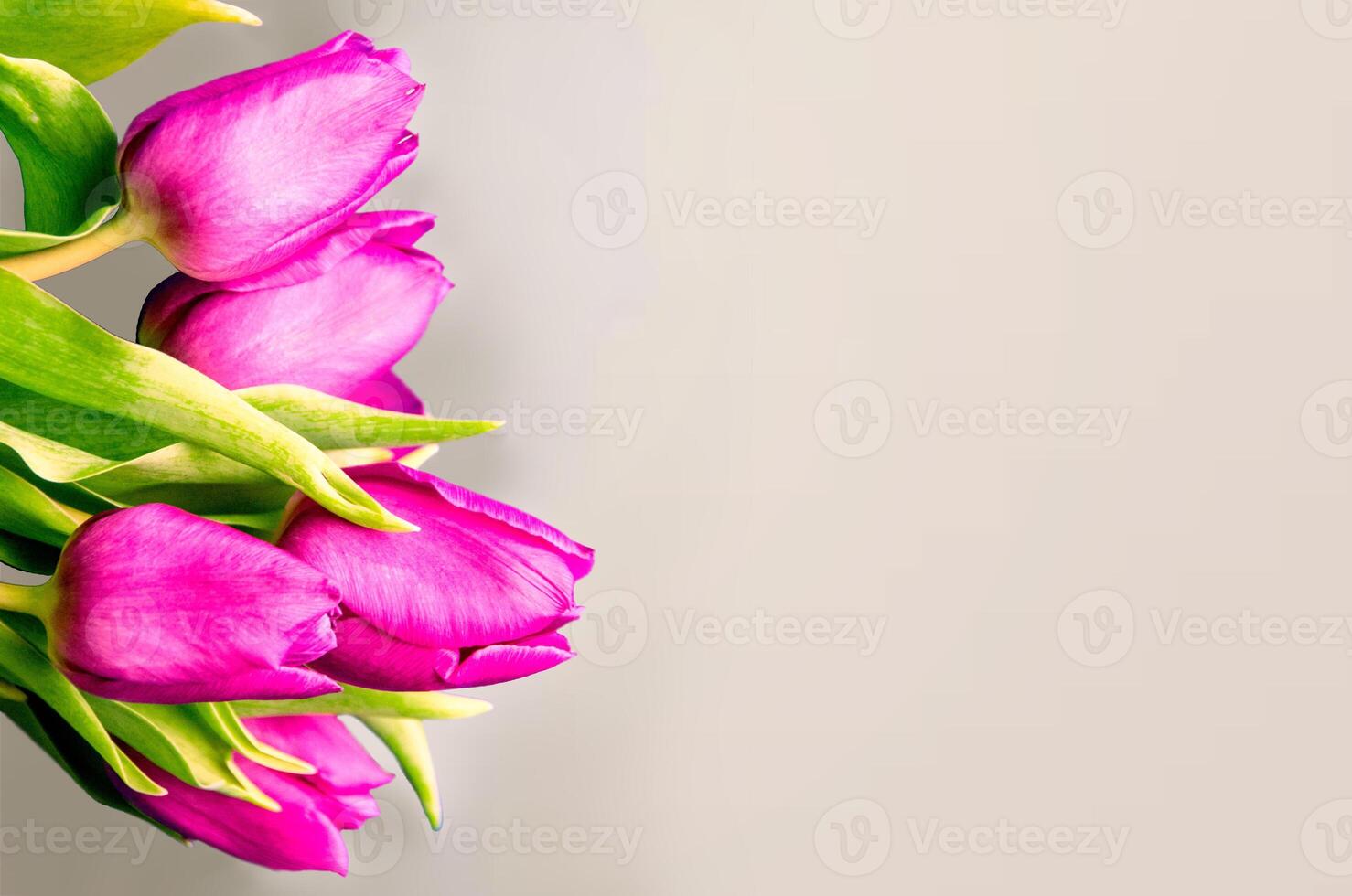Fresh flower composition, bouquet of bi color tulips photo