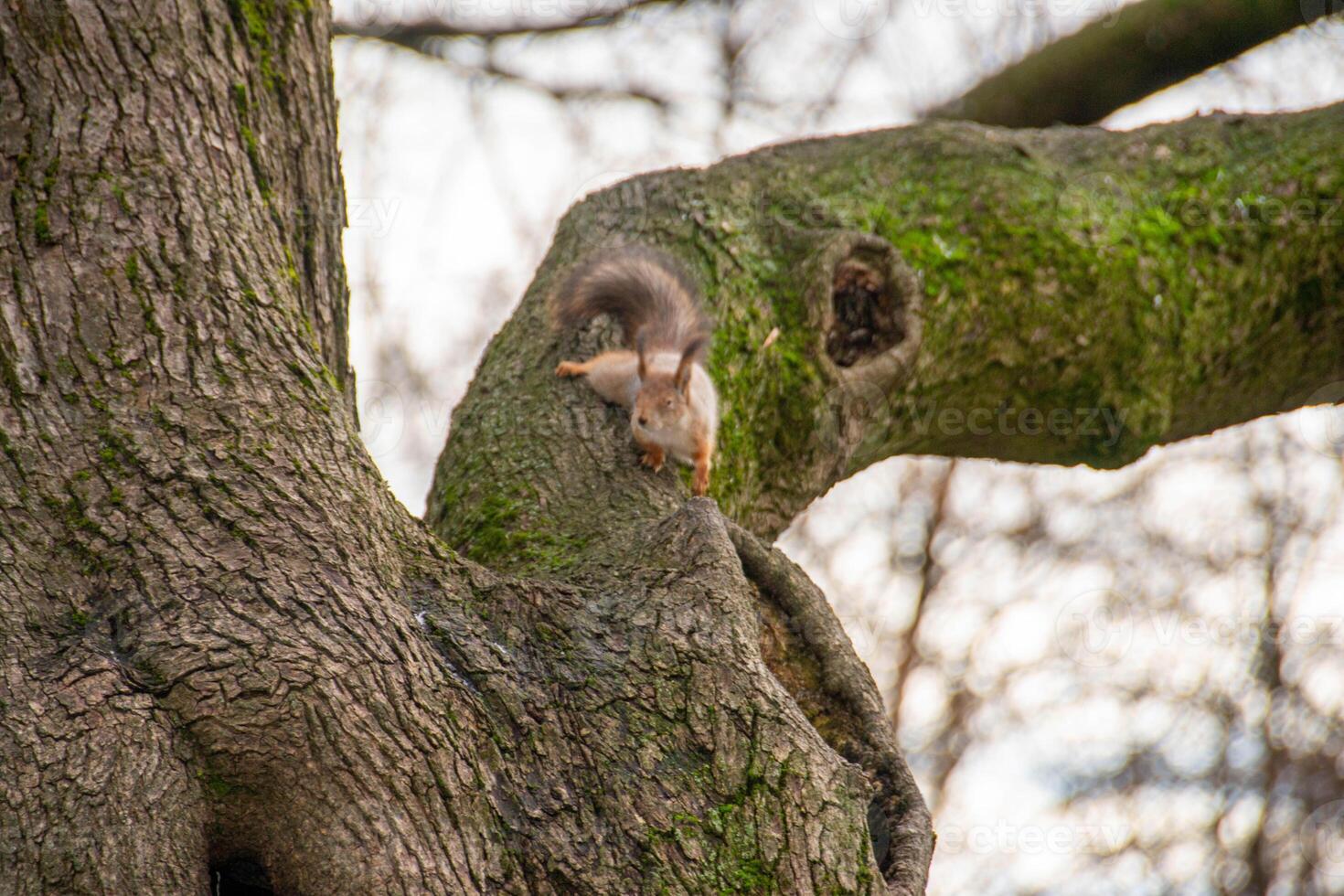 Close-up shot of the Red Squirrel photo