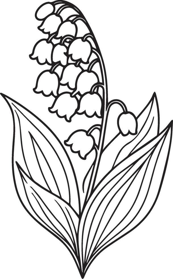 Lily Of the Valley Line Art. Lily Of the Valley outline Illustration, May Birth Month Flower. Lily Of the Valley flower outline drawings isolated on white. Hand painted line art lily of the balley vector